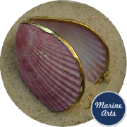 8317 - Polished Shell Purse - Coloured Scallop